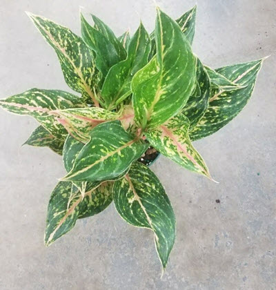6" Aglaonema Dazzling Gem